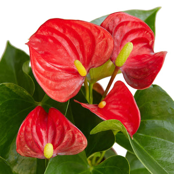 Anthurium 'Red' | Cactus Clint