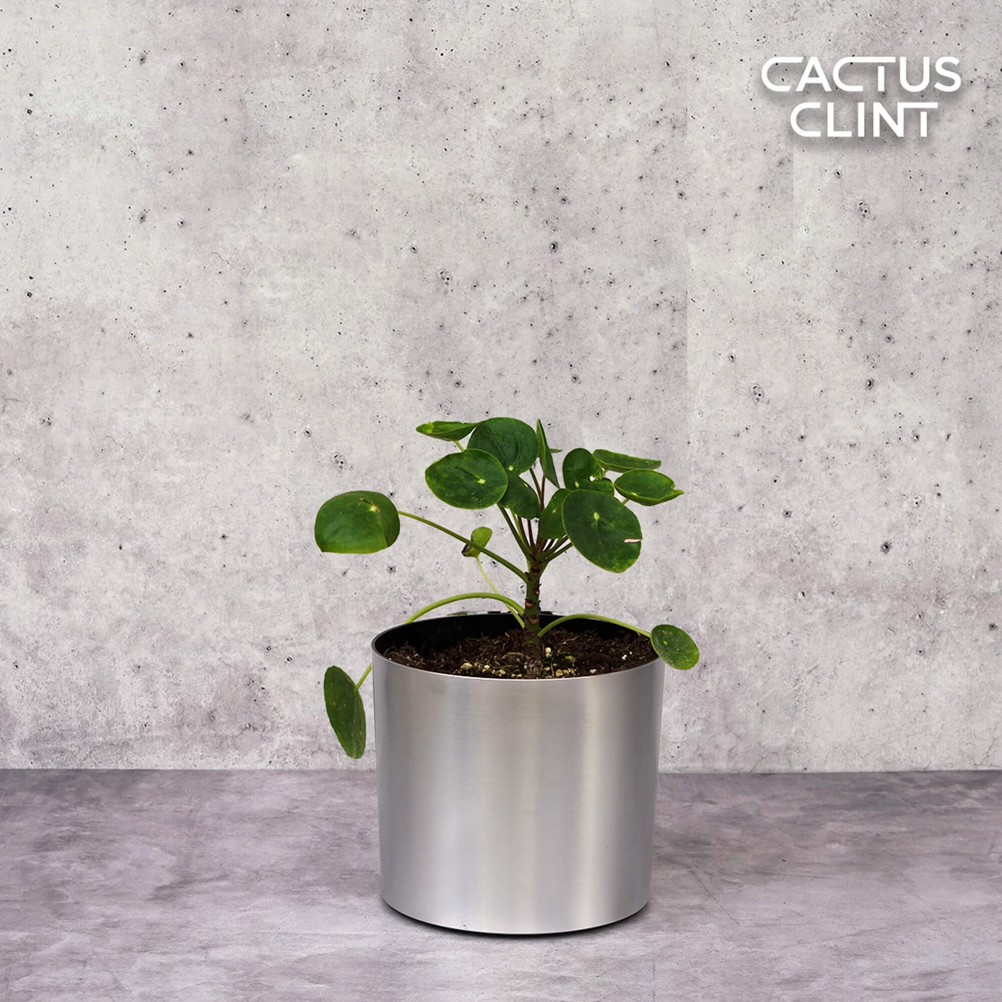 Pilea Peperomioides 'Chinese Money' | Cactus Clint