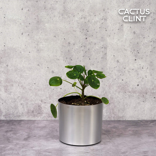 Pilea Peperomioides 'Chinese Money' | Cactus Clint