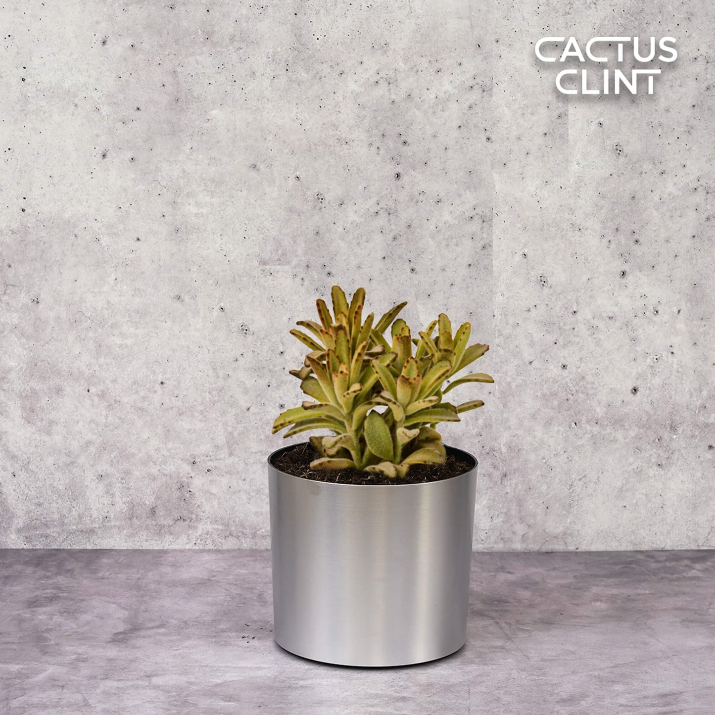 Kalanchoe Tomentosa 'Chocolate Soldier' Succulent - 4" Pot | Cactus Clint