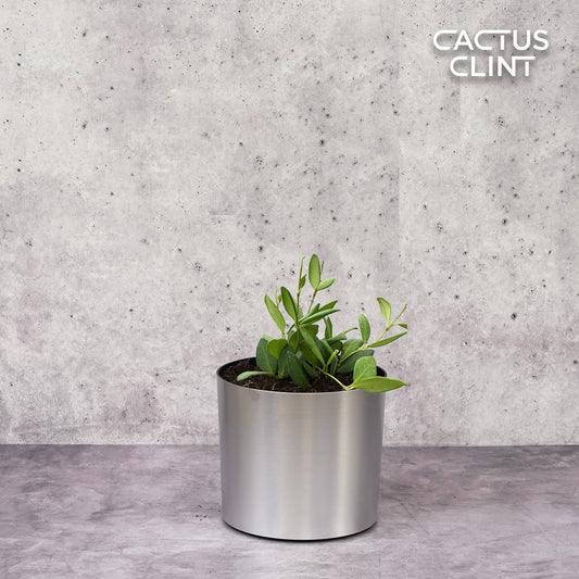 Hoya Chouke | Cactus Clint