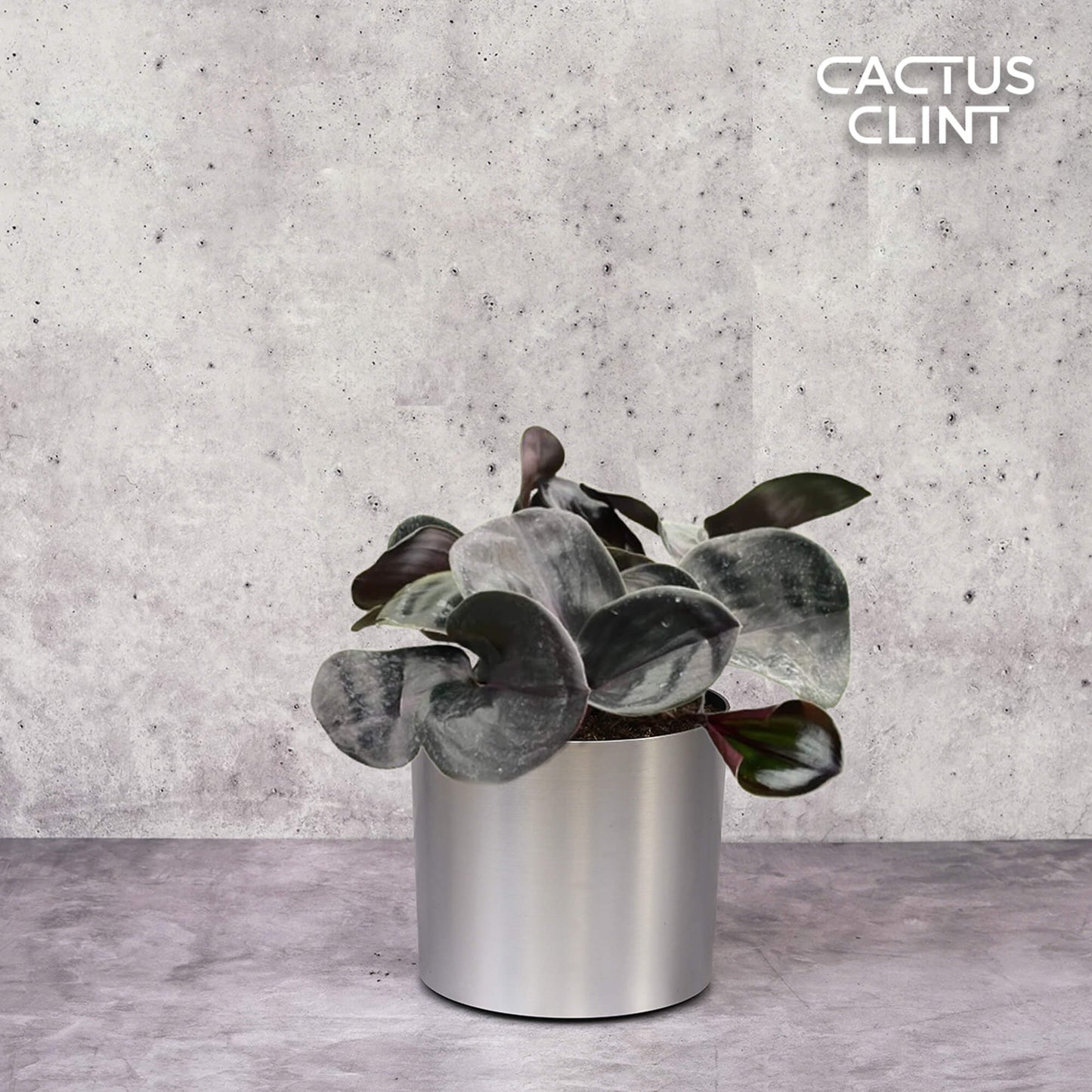 Geogenanthus 'Ciliatus' | Cactus Clint