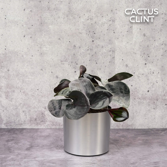 Geogenanthus 'Ciliatus' | Cactus Clint
