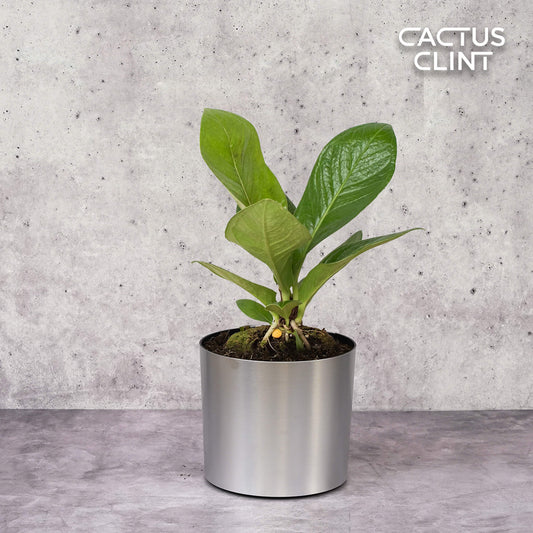 Anthurium 'Cobra' | Cactus Clint