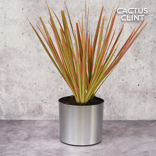 Dracaena 'Colorama' | Cactus Clint