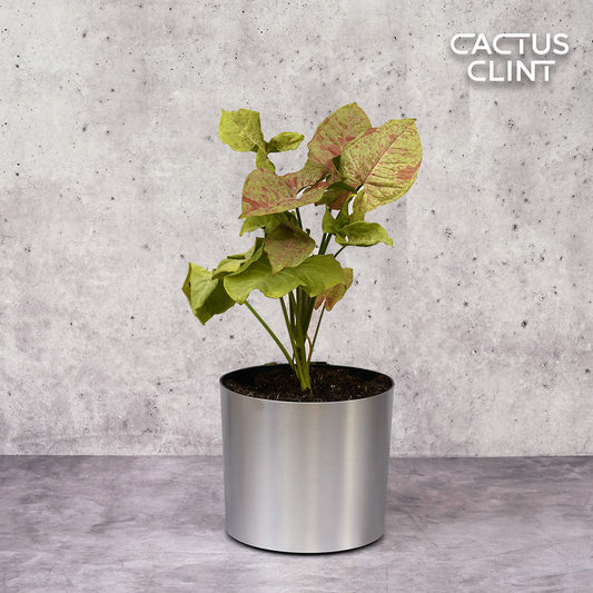 Syngonium 'Confetti' | Cactus Clint