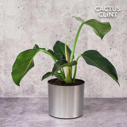 Philodendron 'Congo Green'
