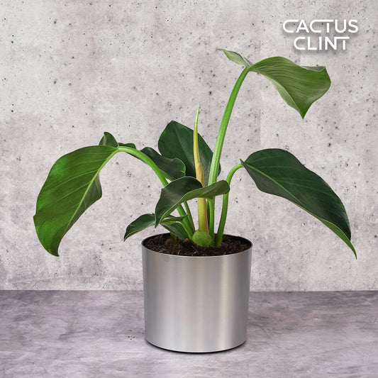 Philodendron 'Congo Green' | Cactus Clint