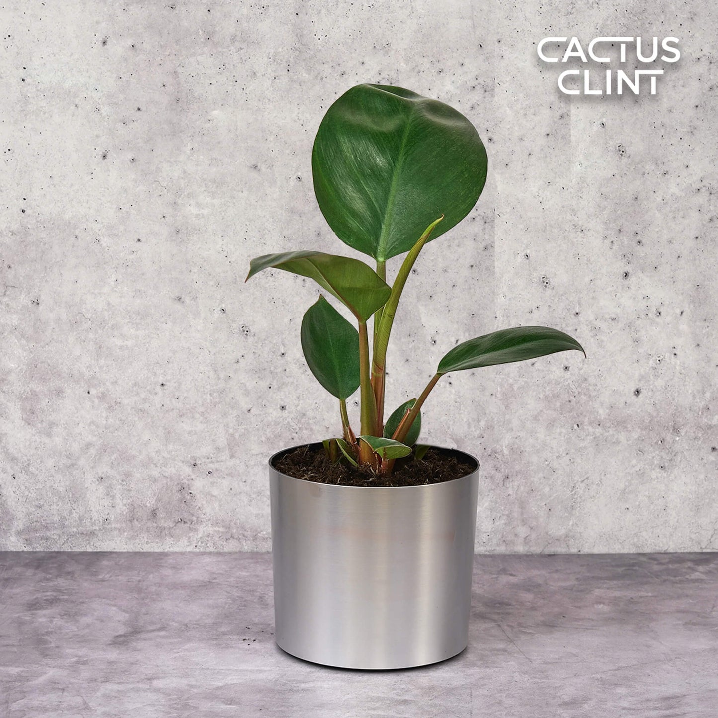 Philodendron 'Congo Rojo' | Cactus Clint