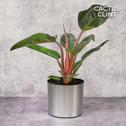Philodendron 'Congo Rojo'