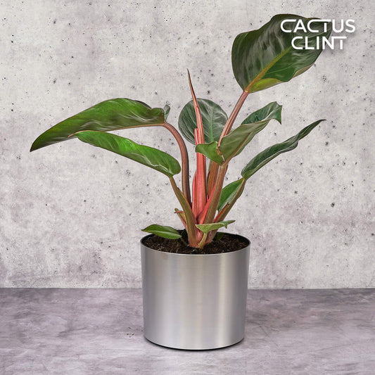 Philodendron 'Congo Rojo' | Cactus Clint