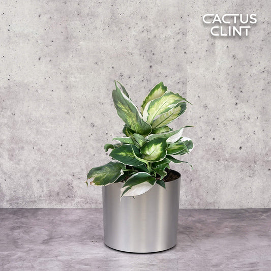Dieffenbachia 'Cool Beauty' | Cactus Clint