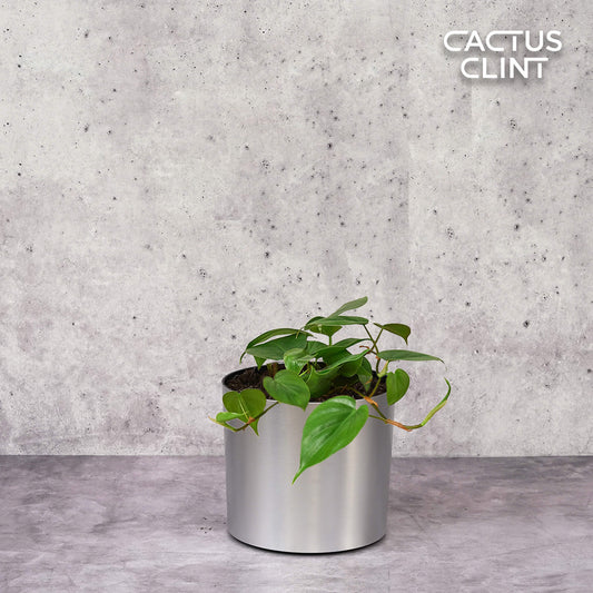 Philodendron Cordatum Heartleaf | Cactus Clint