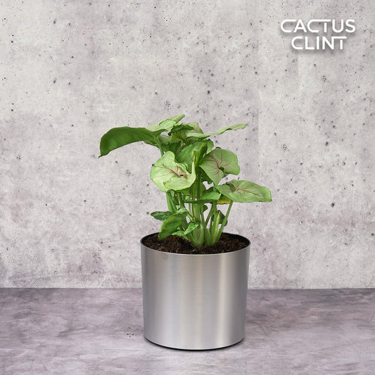 Syngonium Cream -  4" Pot | Cactus Clint