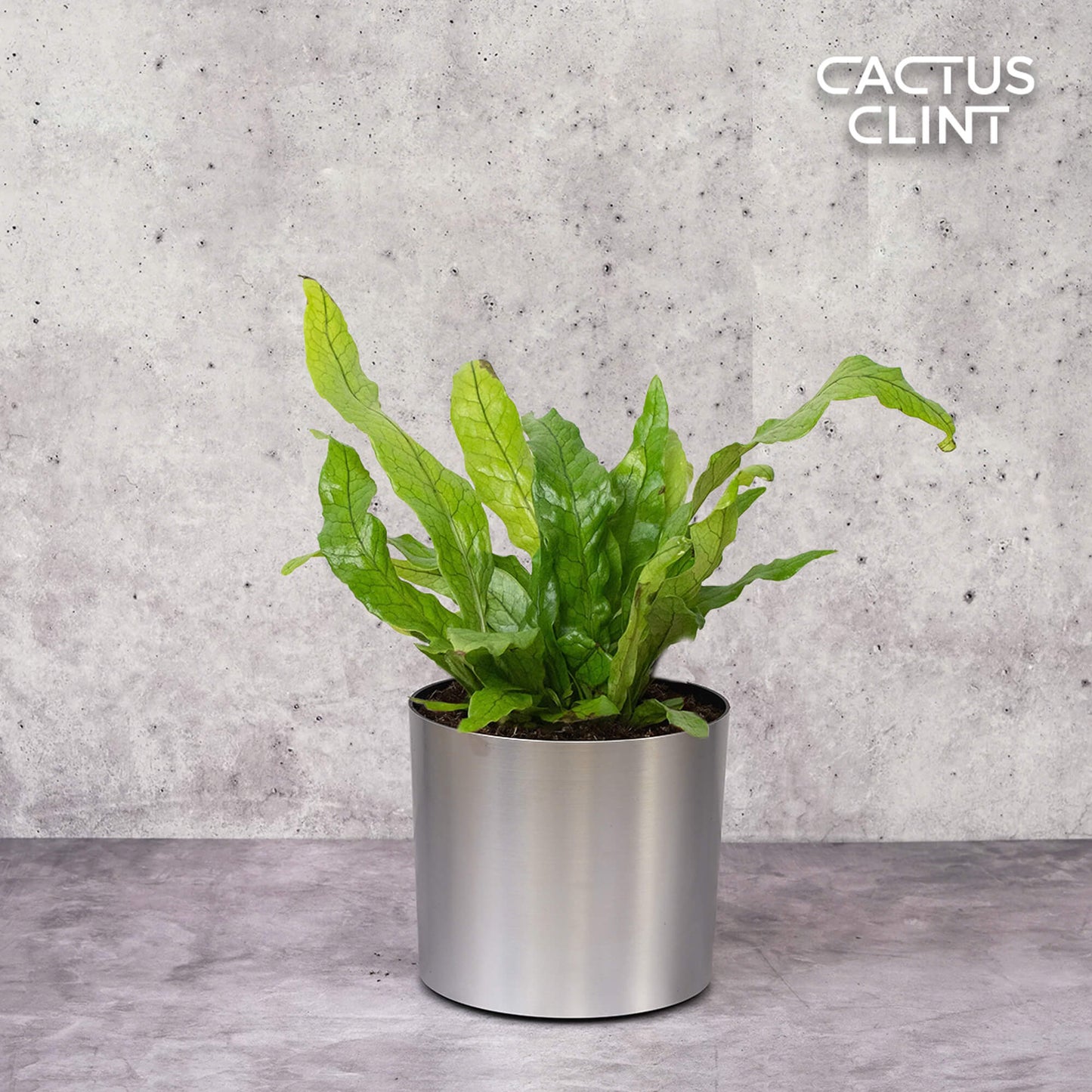 Fern 'Crocodile' | Cactus Clint