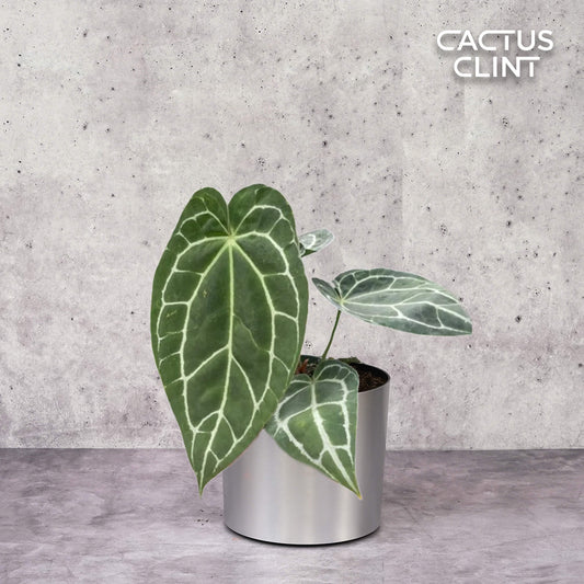 Anthurium Crystallinum | Cactus Clint