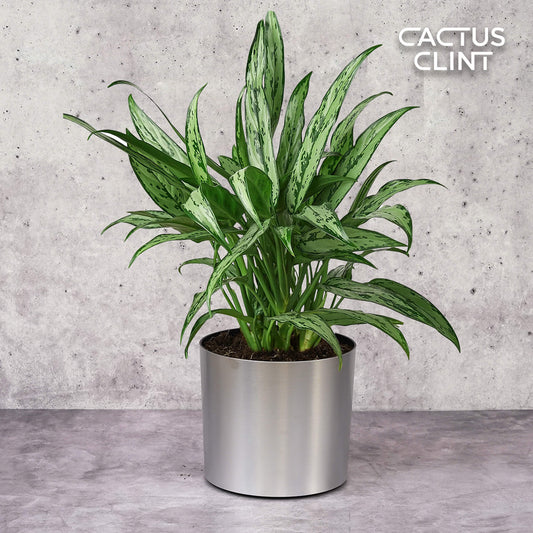 Chinese Evergreen 'Cutlass' | Cactus Clint