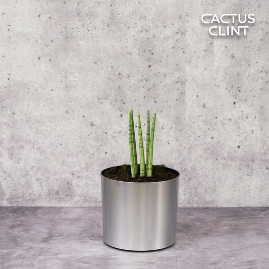 Snake Plant Cylindrica | Cactus Clint