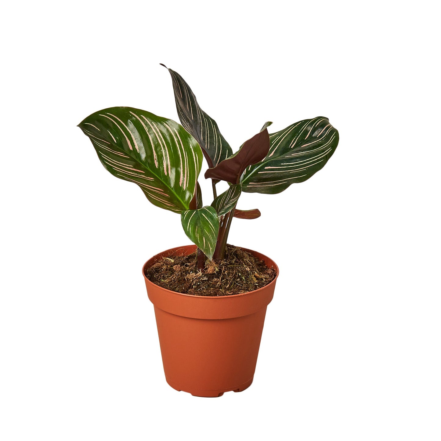 Calathea 'Ornata' | Cactus Clint