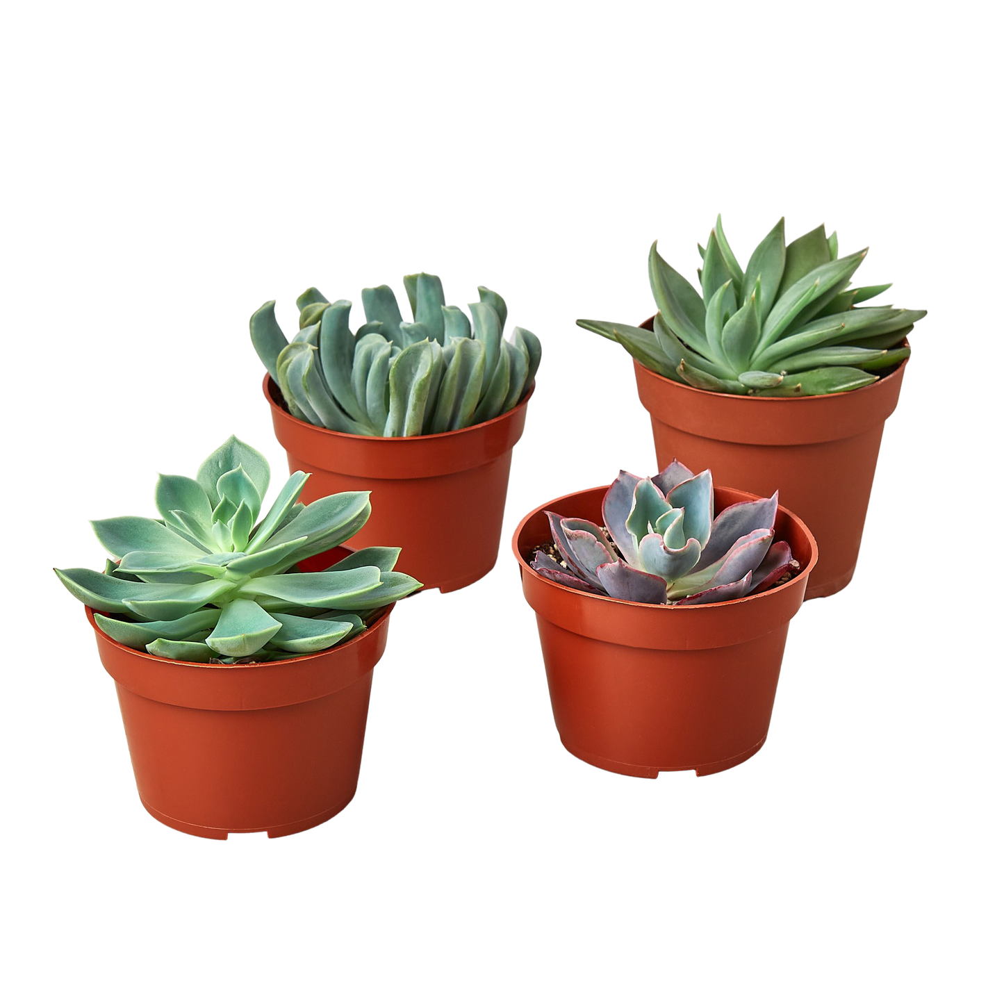 4 Echeveria Succulent Variety Pack - 4.0" Pot | Cactus Clint