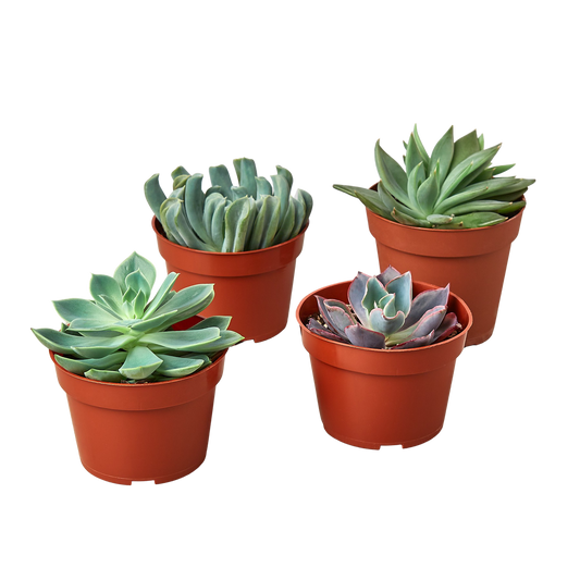 4 Echeveria Succulent Variety Pack - 4.0" Pot | Cactus Clint