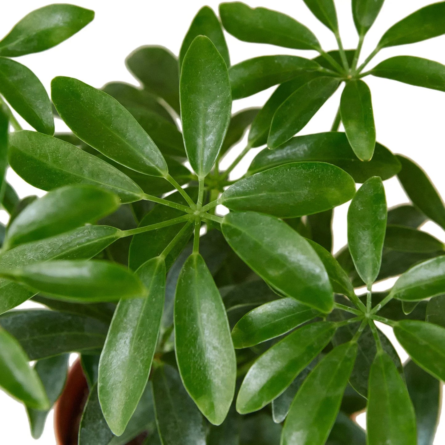 Schefflera Arboricola 'Umbrella' | Cactus Clint