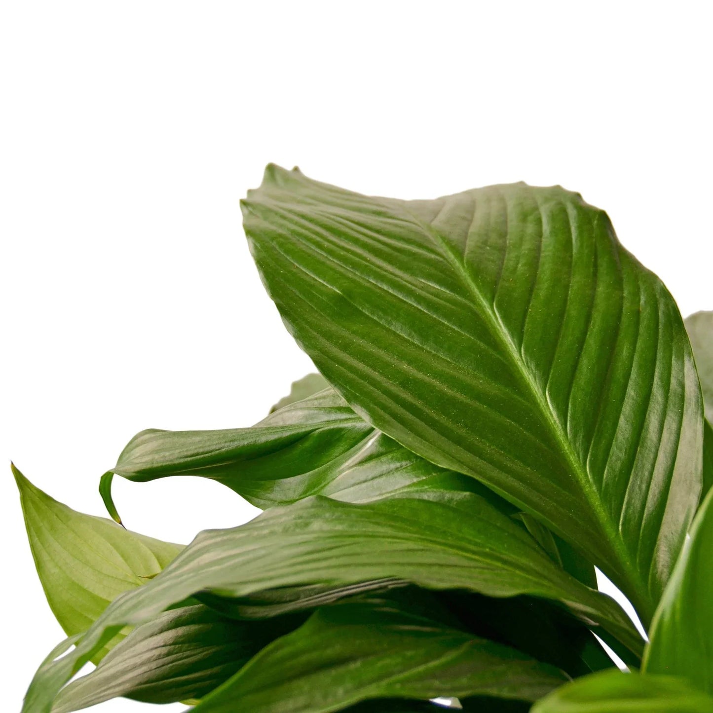Spathiphyllum 'Peace Lily' | Cactus Clint