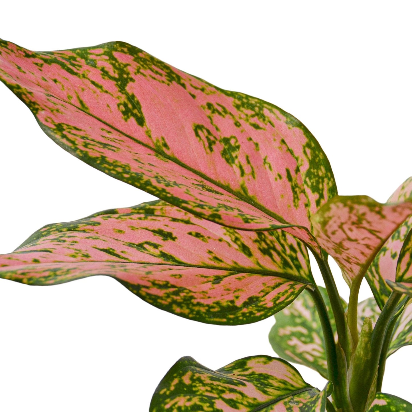 Chinese Evergreen 'Lady Valentine' | Cactus Clint