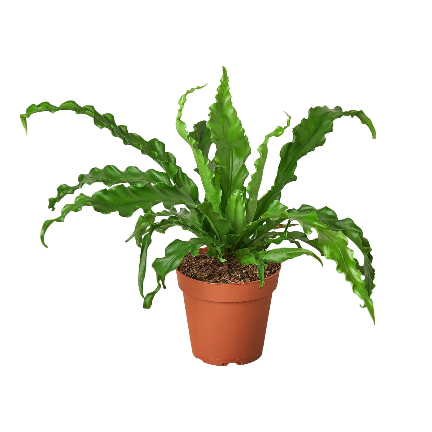 Bird’s Nest 'Victoria' Fern | Cactus Clint
