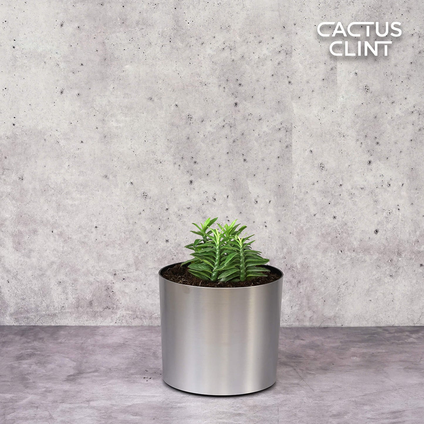 Devil's Backbone Euphorbia | Cactus Clint
