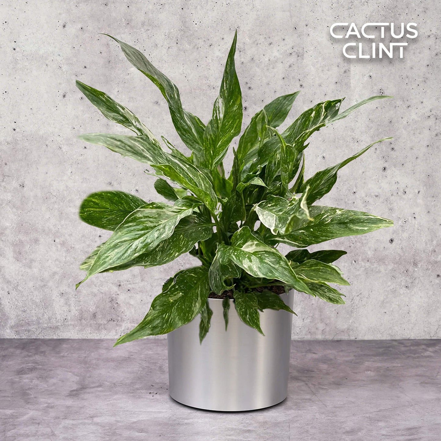 Variegated Spathiphyllum 'Domino' | Cactus Clint