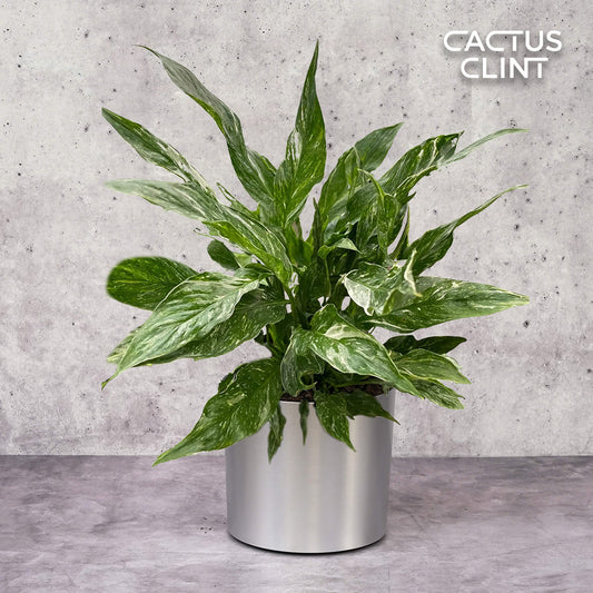 Variegated Spathiphyllum 'Domino' | Cactus Clint