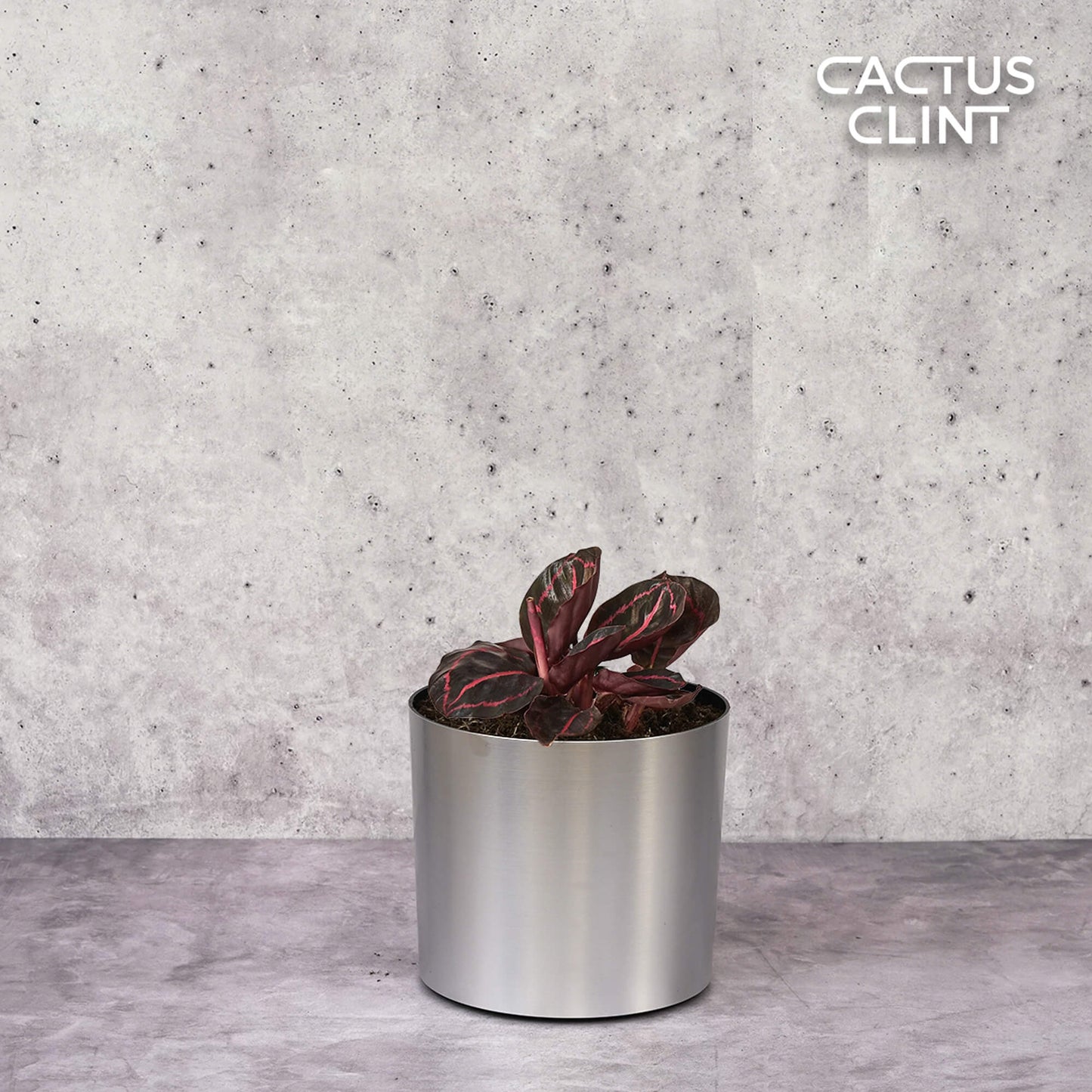 Calathea 'Dottie' | Cactus Clint