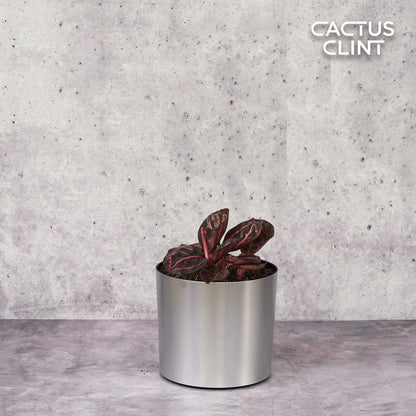 Calathea 'Dottie'