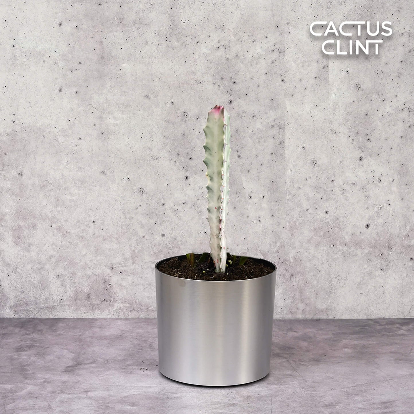 Succulent Euphorbia 'Dragon Bone' | Cactus Clint