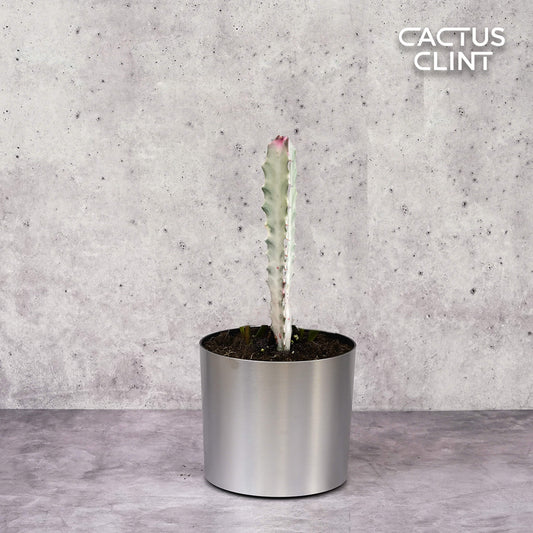Succulent Euphorbia 'Dragon Bone' | Cactus Clint