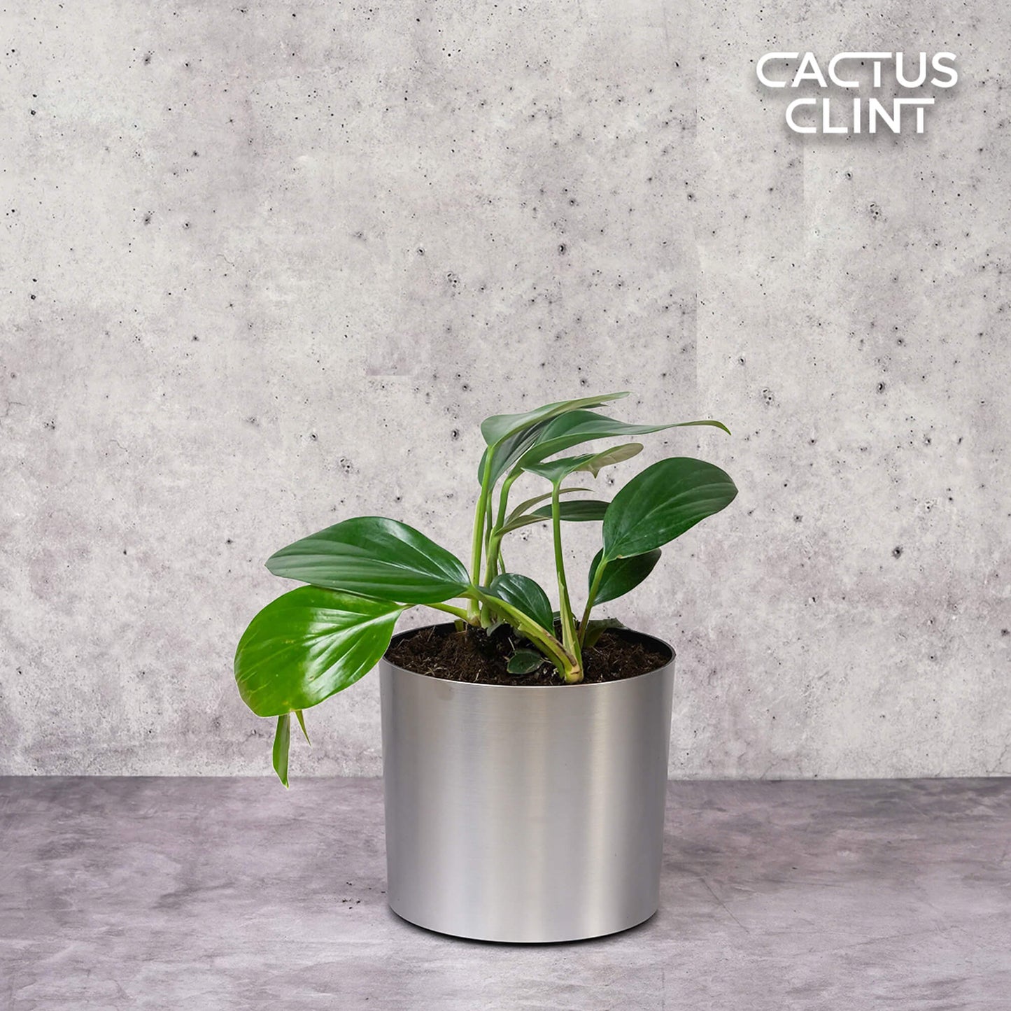 Philodendron 'Dragon Tail' | Cactus Clint