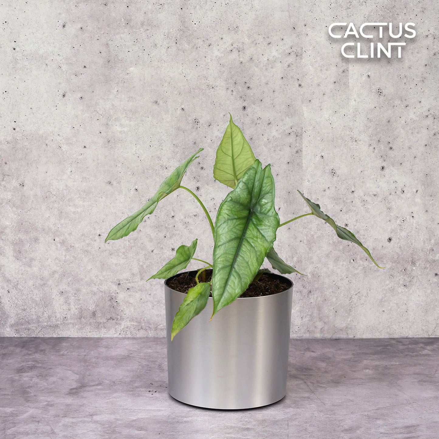 Alocasia 'Dragons Breath' | Cactus Clint