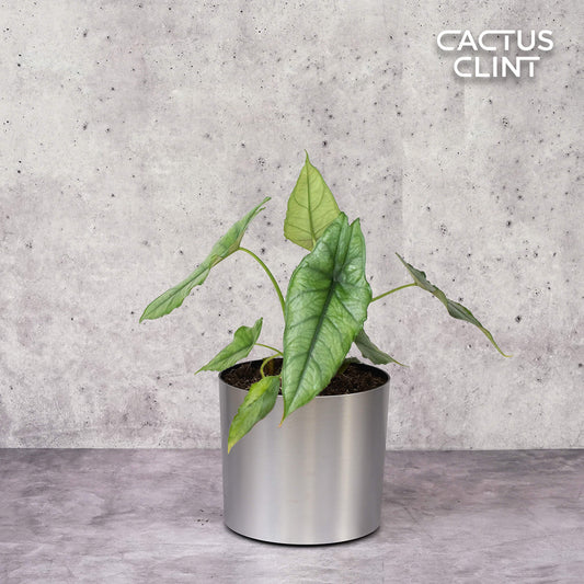 Alocasia 'Dragons Breath' | Cactus Clint