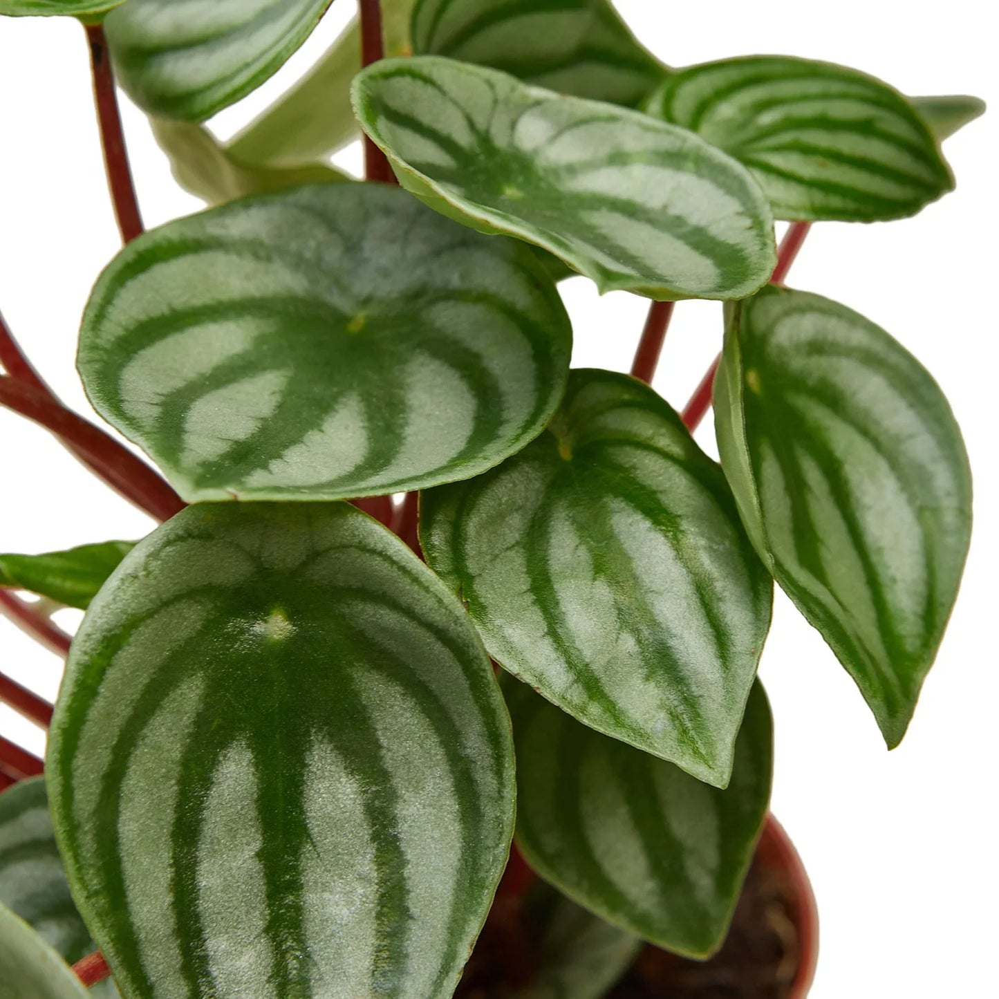 Peperomia Watermelon | Cactus Clint