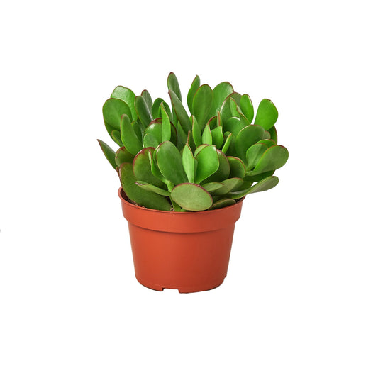 Succulent Crassula 'Jade' | Cactus Clint