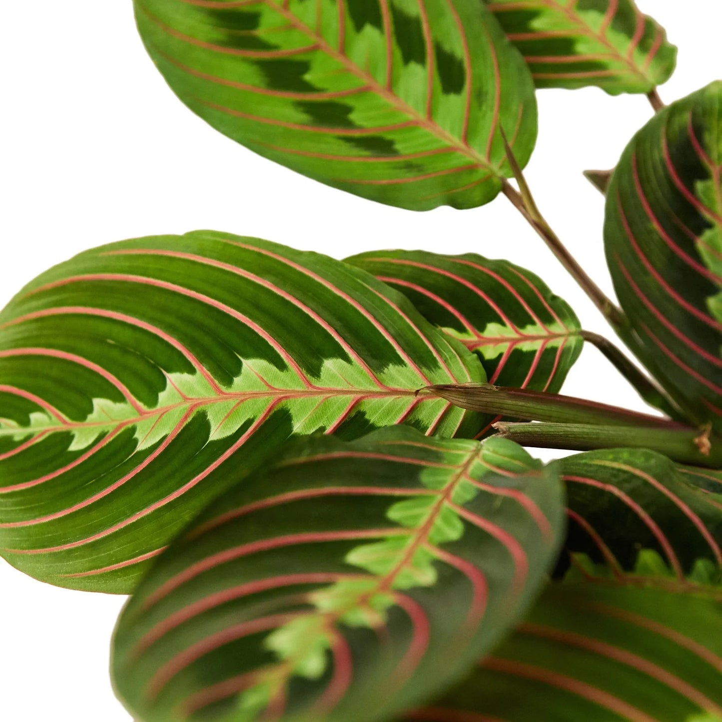 Maranta Red Prayer | Cactus Clint