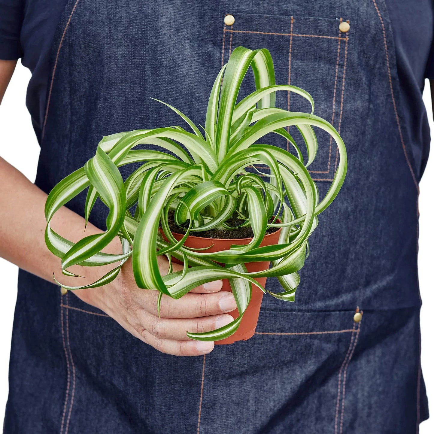 Spider Plant 'Bonnie' | Cactus Clint