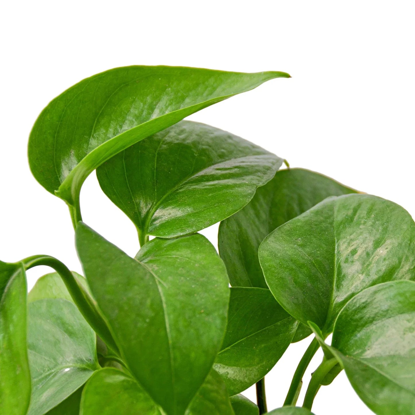 Pothos 'Green Queen' | Cactus Clint