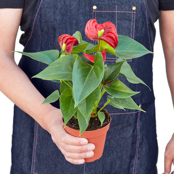Anthurium 'Red' | Cactus Clint