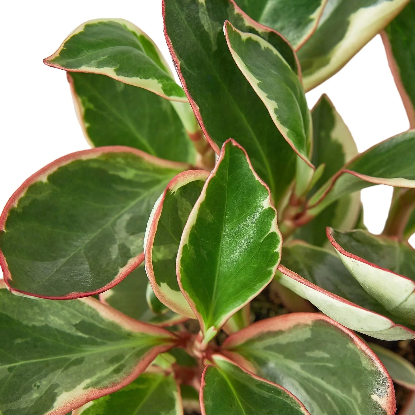 Peperomia 'Ginny' | Cactus Clint
