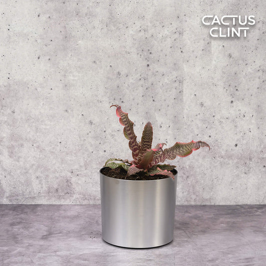 Cryptanthus 'Elaine' | Cactus Clint
