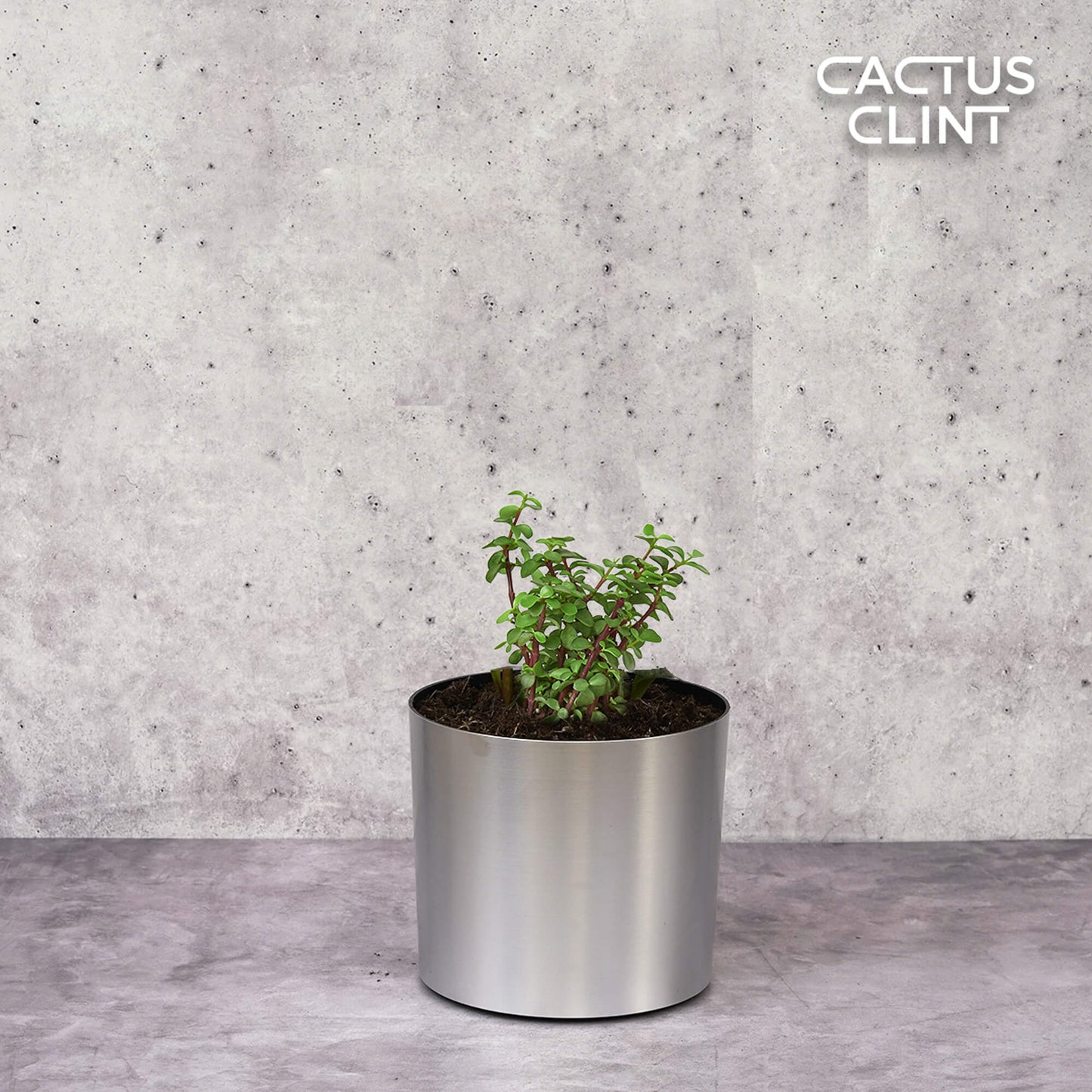 Succulent 'Elephant Bush' | Cactus Clint