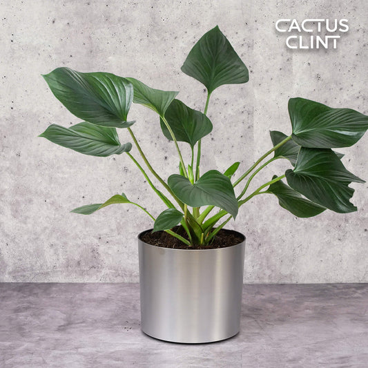 Homalomena 'Emerald Gem' | Cactus Clint