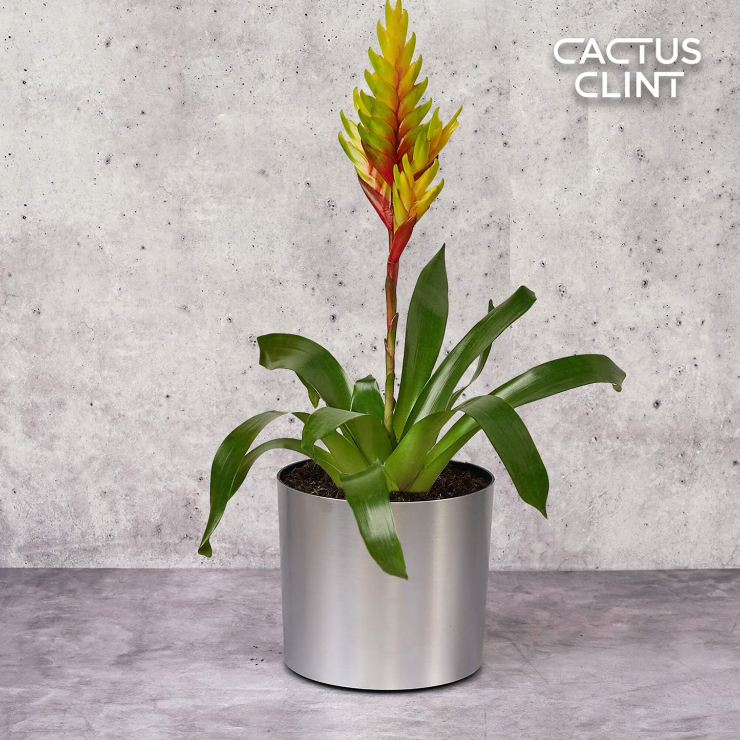 Bromeliad Vriesea 'Energy' | Cactus Clint